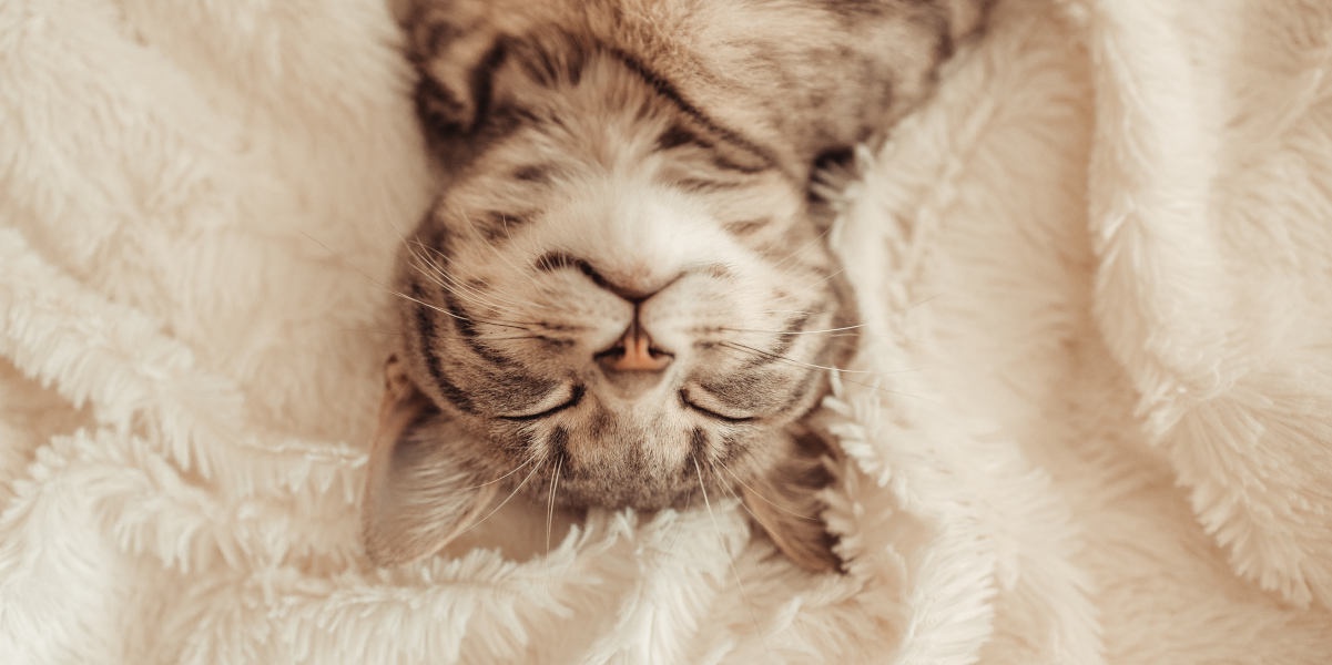 Cute little grey kitten sleeps on a sofa under white soft blanket