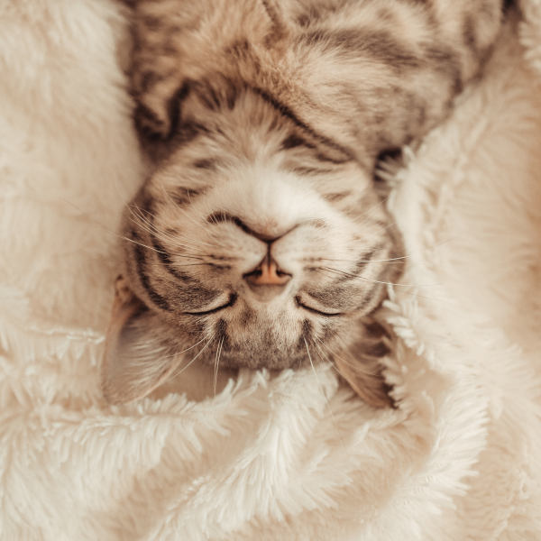 Cute little grey kitten sleeps on a sofa under white soft blanket